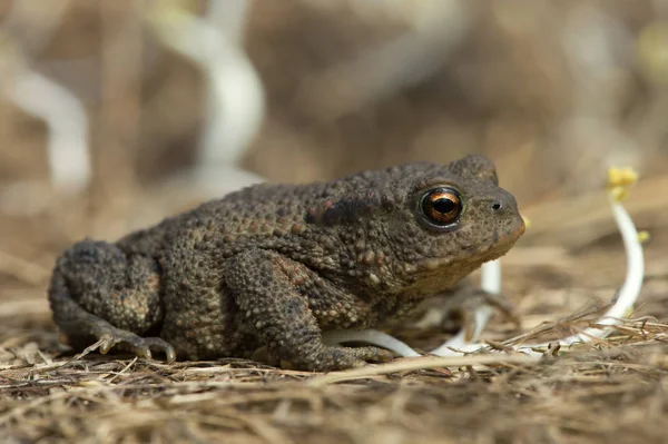 Common Toad Bufo Bufo Juvenile Common Toad Long Dry Yellow — Stock Photo, Image