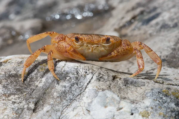 Freshwater Crab Potamon Potamios Potamon Potamios Freshwater Crab Stony Riverbed — Stock Photo, Image