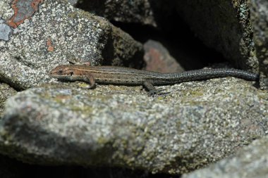 Viviparous kertenkele (Zootoca vivipara) / ortak liken üzerinde tadını çıkarma kertenkele kaplı taş duvar