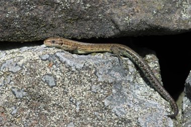 Viviparous kertenkele (Zootoca vivipara) / ortak liken üzerinde tadını çıkarma kertenkele kaplı taş duvar
