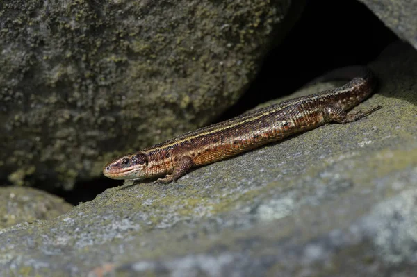 Viviparous Lizard Zootoca Vivipara Common Lizard Basking Lichen Covered Stone — Stock Photo, Image