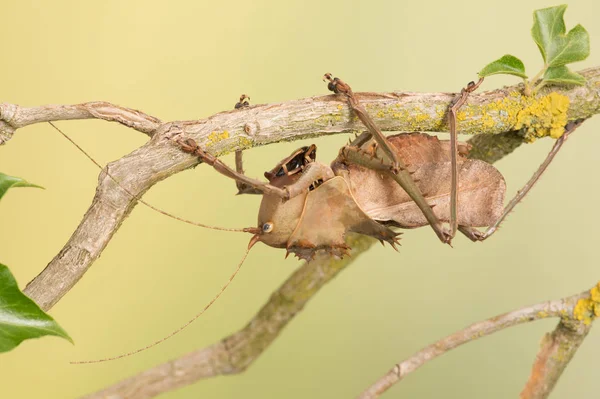 Cabeza Dragón Katydid Eumegalodon Blanchardi — Foto de Stock