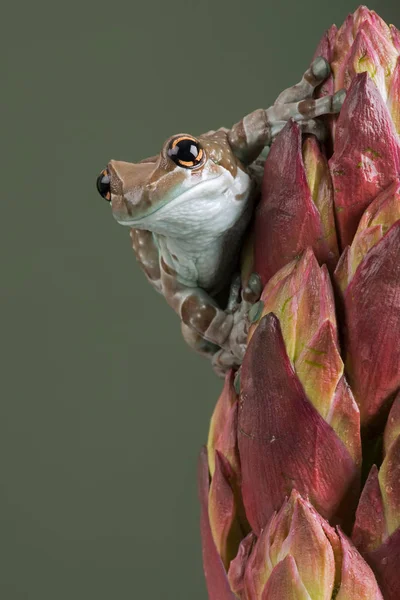 Missão Golden Eyed Tree Frog Trachycephalus Resinifictrix — Fotografia de Stock