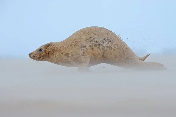 Atlantic Grey Seal Halichoerus Grypus Під Час Вітряної Бурі Піщаному — стокове фото