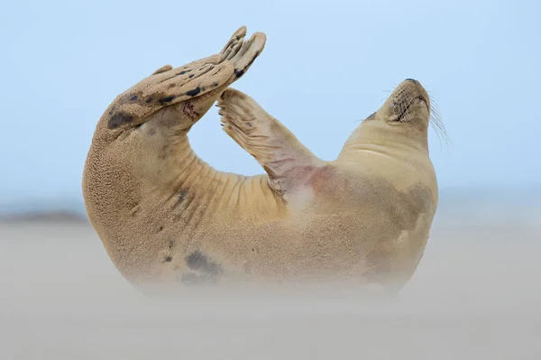 Atlantic Grey Seal Pup Halichoerus Grypus Время Шторма Песчаном Пляже — стоковое фото
