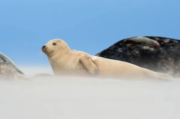 Atlantic Grey Seal Pup Halichoerus Grypus Podczas Burzy Wiatrowej Piaszczystej — Zdjęcie stockowe