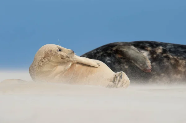 Atlantischer Kegelrobbenwelpe Halichoerus Grypus Windsturm Einem Sandstrand — Stockfoto