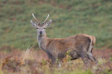 Genç Kızıl Geyik Geyiği (Cervus elaphus)