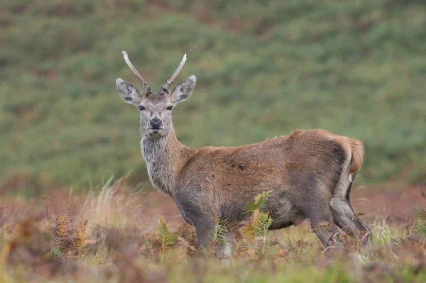 Juvenile Red Deer Stag Cervus Elaphus — Stock Photo, Image