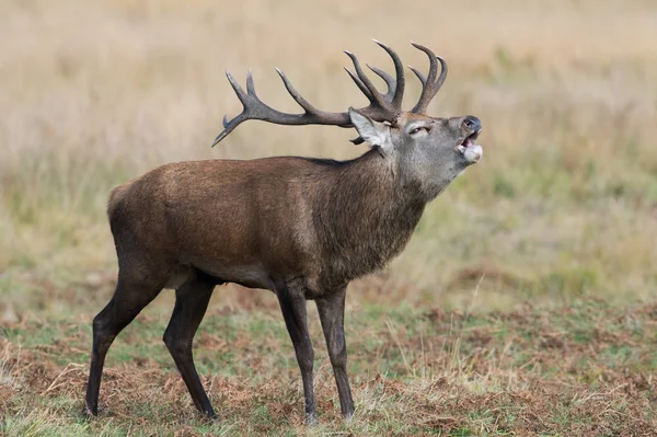 Red Deer Stag Cervus Elaphus Bellowing His Hinds — Stock Photo, Image