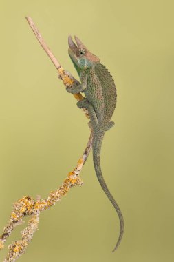 Tiny juvenile Jacksons Chameleon (Chamaeleo jacksonii xantholophus) walking along a slim branch