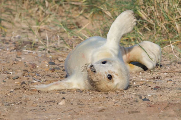 Kum Tepelerinde Atlantik Gri Fok Yavrusu Halichoerus Grypus — Stok fotoğraf