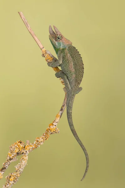Tiny juvenile Jacksons Chameleon (Chamaeleo jacksonii xantholophus) walking along a slim branch