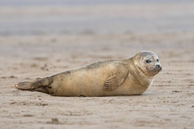 Atlantic Grey Seal Pup (Halichoerus grypus) on sandy beach clipart