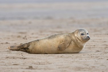 Atlantic Grey Seal Pup (Halichoerus grypus) on sandy beach clipart