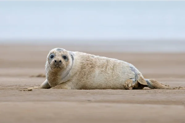 Atlanti Óceán Szürke Seal Pup Halichoerus Grypus Homokos Strandon — Stock Fotó