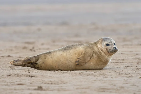 Atlantic Seal Pup Szary Halichoerus Gryposa Piaszczystej Plaży — Zdjęcie stockowe