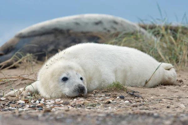 Kegelrobben Welpe Halichoerus Grypus Sanddünen — Stockfoto