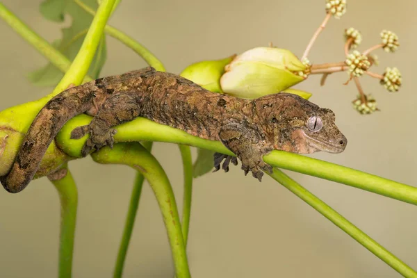 Mückenschwanzgecko Mniarogekko Chahoua Auf Palmenzweig — Stockfoto