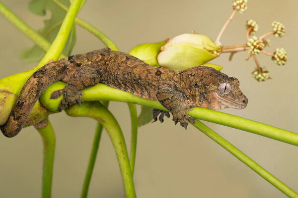 Mossy Prehensile Tail Gecko (Mniarogekko chahoua) on palm branch