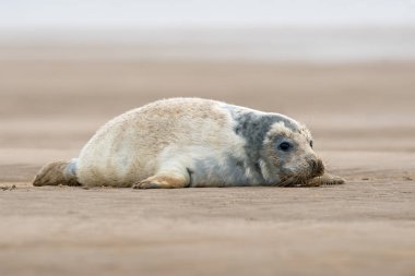 Atlantic Grey Seal Pup (Halichoerus grypus) on sandy beach clipart