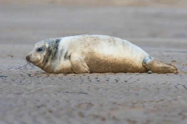 Атлантичний Сірий Ущільнення Pup Halichoerus Grypus Піщаному Пляжі — стокове фото