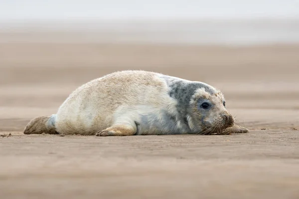Atlantic Grey Seal Pup Halichoerus Grypus Песчаном Пляже — стоковое фото