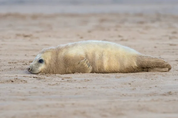 Atlantic Grey Seal Pup Halichoerus Grypus Sandstrand — Stockfoto