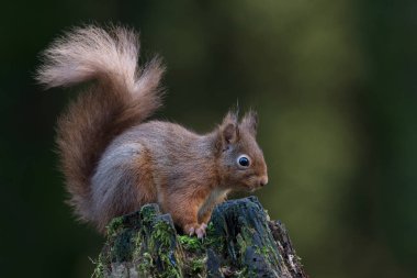 Kızıl Sincap (Sciurus vulgaris) karanlık bir ormanda yosunlu bir ağaç kütüğünün üzerinde
