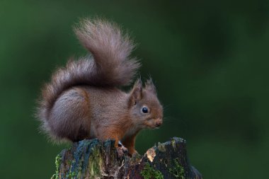 Kızıl Sincap (Sciurus vulgaris) karanlık bir ormanda yosunlu bir ağaç kütüğünün üzerinde