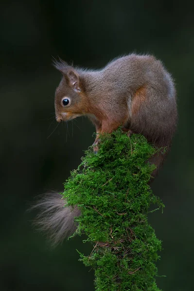 Red Squirrel Sciurus Vulgaris Mossy Tree Stump Dark Forest — Stock Photo, Image