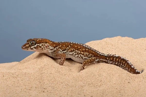Ocelot Gecko Paroedura Pictus Areia — Fotografia de Stock