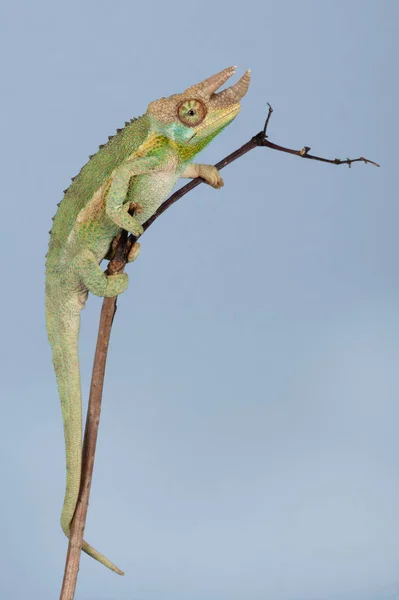 Jacksons Chameleon Chamaeleo Jacksonii Xantholophus — Stock Photo, Image