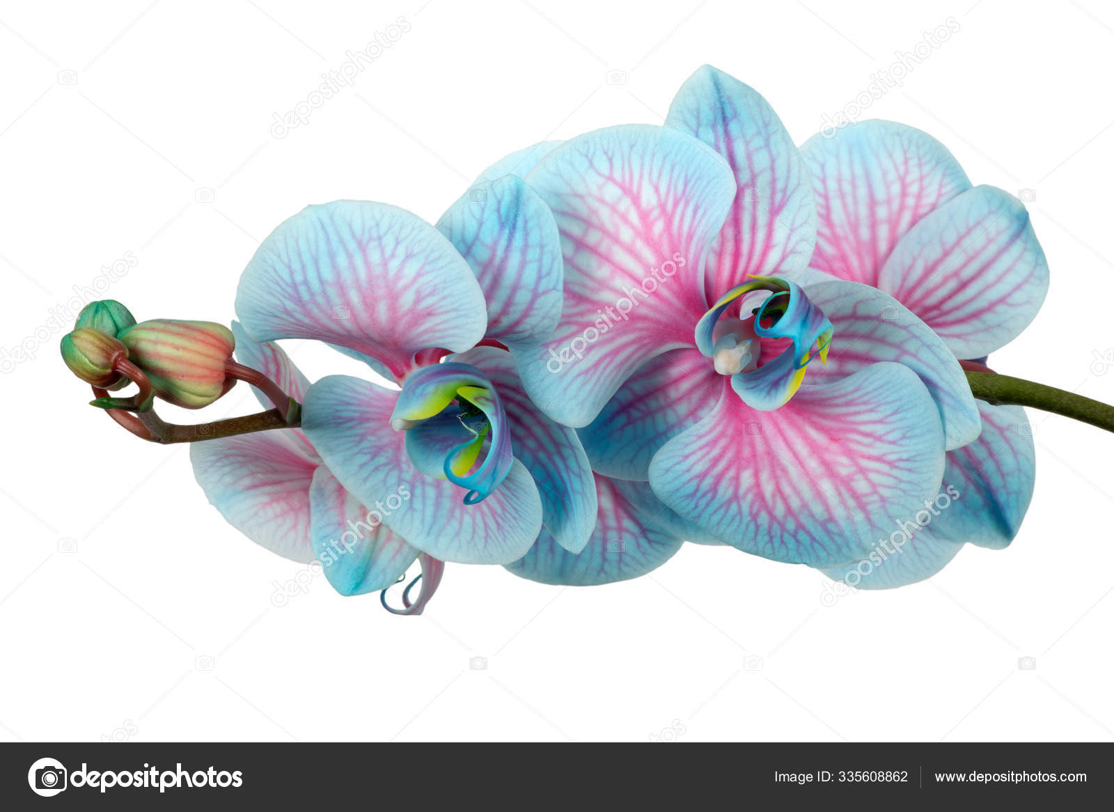 Pink Blue Phalaenopsis Orchid Stock Photo C Davemhuntphoto 335608862
