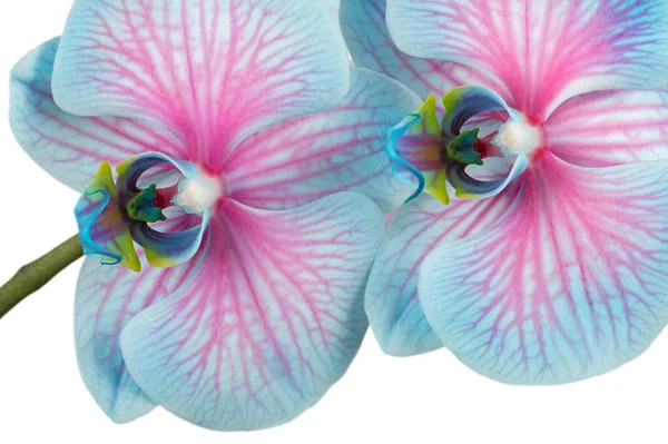 Różowy Niebieski Phalaenopsis Orchidea — Zdjęcie stockowe