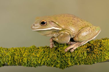 Beyaz dudaklı ağaç kurbağası (Magno16 infrafrenata)