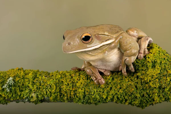 White Lipped Rzekotka Litoria Infrafrenata — Zdjęcie stockowe