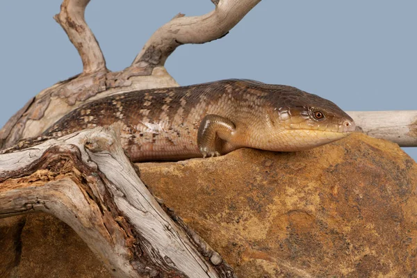 Piscadela Língua Azul Tiliqua Scincoides Chimaerea — Fotografia de Stock