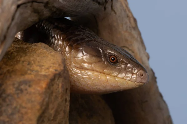 Skink Con Lengüeta Azul Tiliqua Scincoides Chimaerea — Foto de Stock