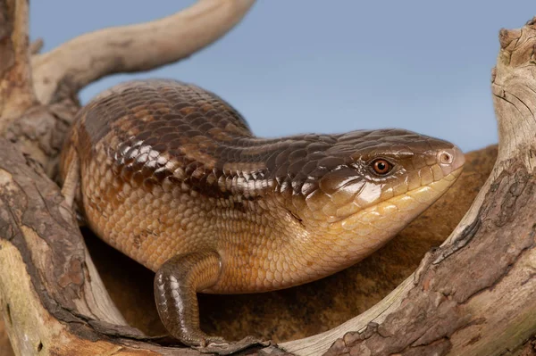 Skink Con Lengüeta Azul Tiliqua Scincoides Chimaerea — Foto de Stock