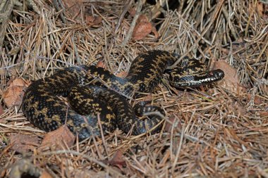 Ortak Avrupa Viper (vipera Berus) Kuru Heather Basking