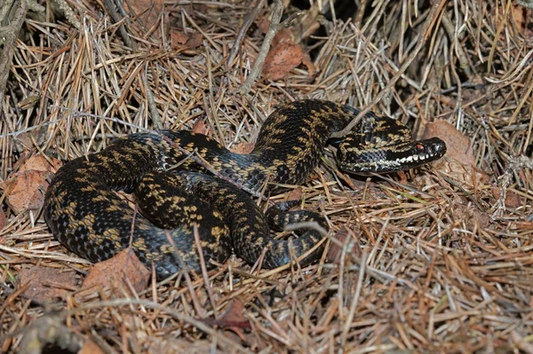 Ortak Avrupa Viper Vipera Berus Kuru Heather Basking — Stok fotoğraf