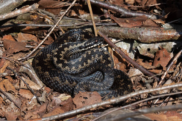 Обыкновенная европейская гадюка (Vipera berus) греется в листовом мусоре
