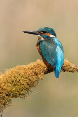 Kingfisher (Alcedo) yosun kaplı dala tünedi 
