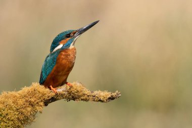 Kingfisher (Alcedo) yosun kaplı dala tünedi 