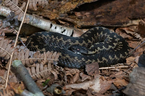 Żmija Europejska Vipera Berus Wygrzewająca Się Ściółce Liściastej — Zdjęcie stockowe