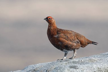 Red Grouse (Lagopus lagopus scotica) on large gritstone boulder clipart