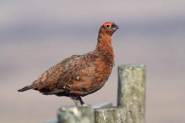 Red Grouse (Lagopus lagopus scotica) on a fence post