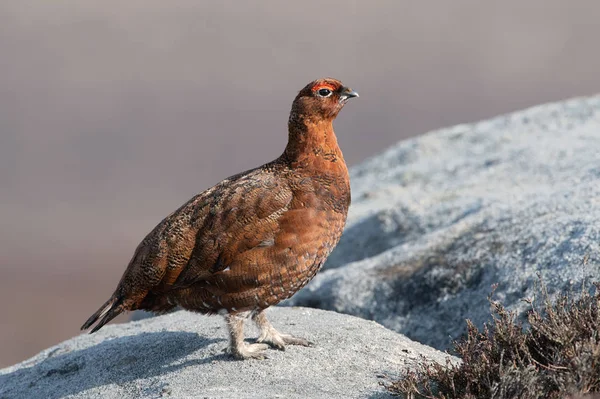 Red Grouse Lagopus Lagopus Scotica Large Gritstone Boulder — Stock Photo, Image