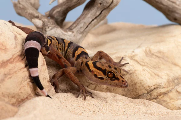 Caverna Vietnamita Gecko Goniurosaurus Araneus — Fotografia de Stock